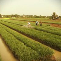 Tích tụ đất trong nông nghiệp – thực trạng và các kiến nghị chính sách